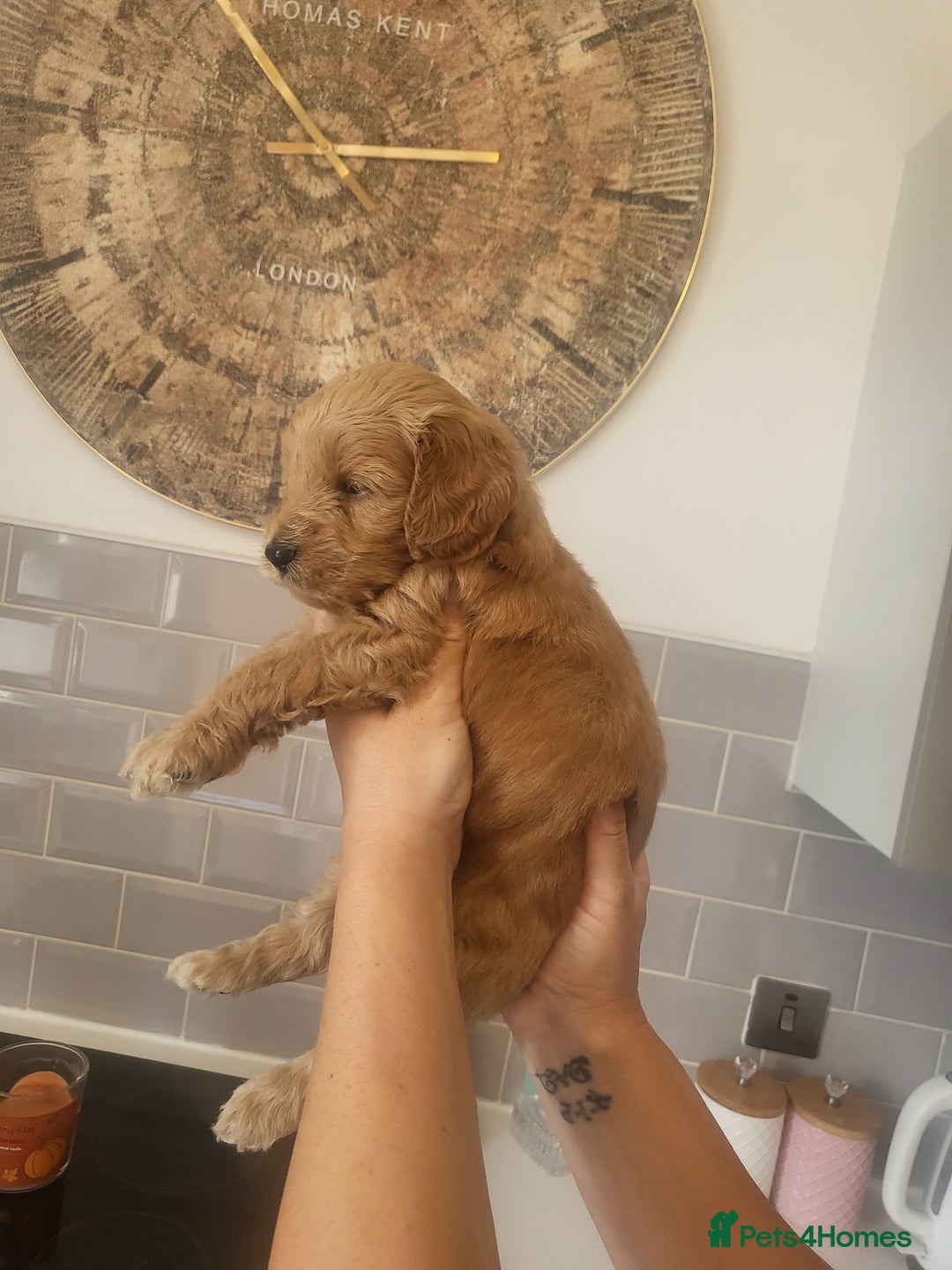 Cockapoo dogs for sale: F1B Cockapoo puppy's x6 stunning colours - Image 9