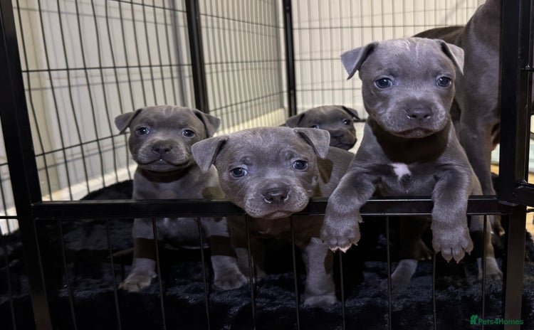 Staffordshire Bull Terrier dogs - Advert 12