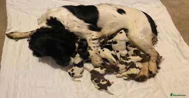 English Springer Spaniel dogs - Advert 10