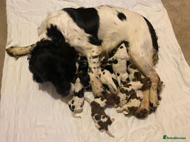 English Springer Spaniel dogs - Advert 10