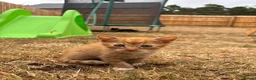 Mixed Breed cats for sale: Kittens Looking for Loving Families - Advert 8