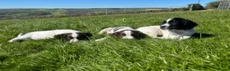 English Springer Spaniel dogs for sale: Gorgeous KC Springer Spaniels with excellent lines - Advert 6
