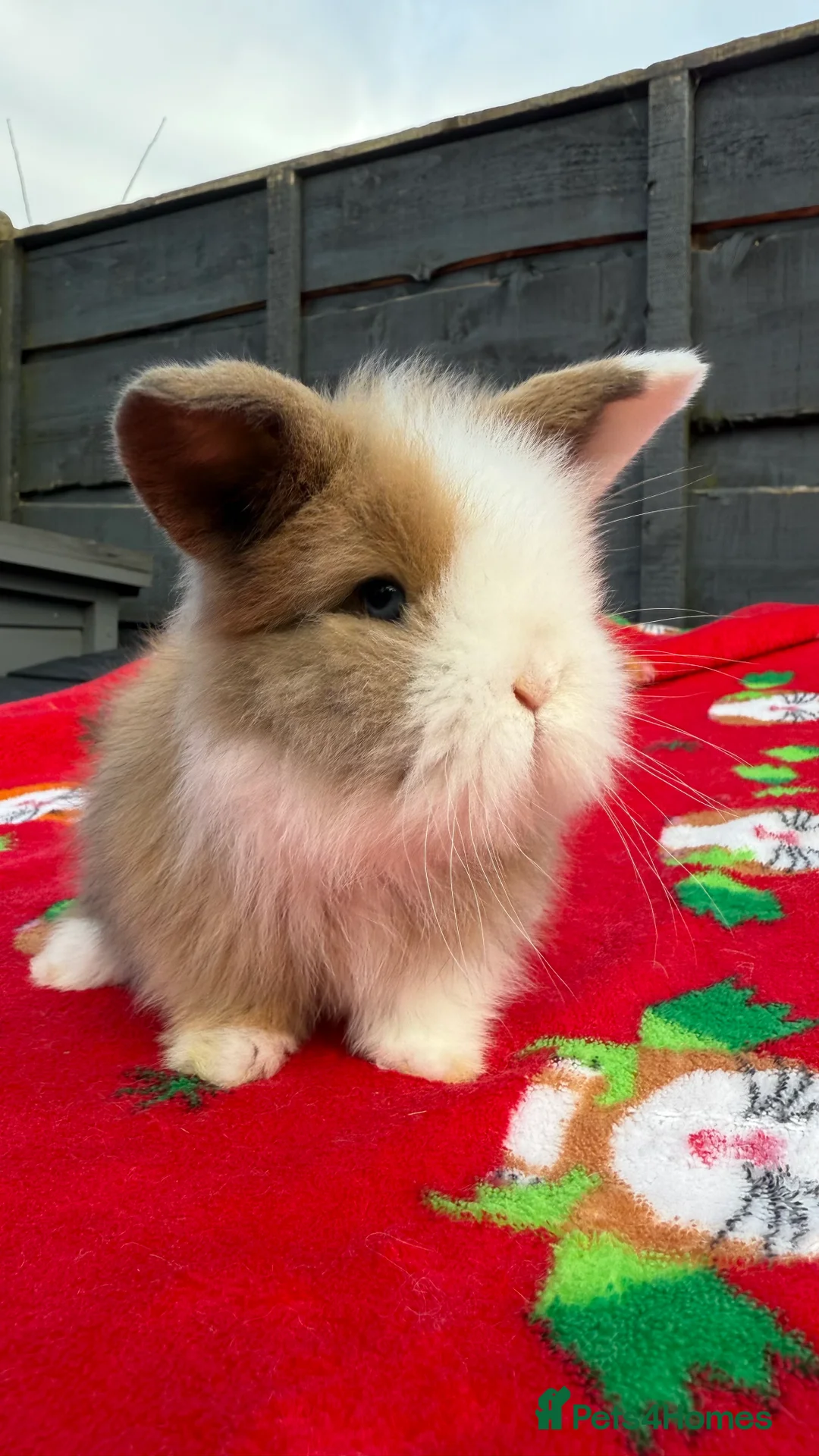 Mini Lion Lop rabbits for sale: Beautiful Mini Lion Babies   - Advert 2
