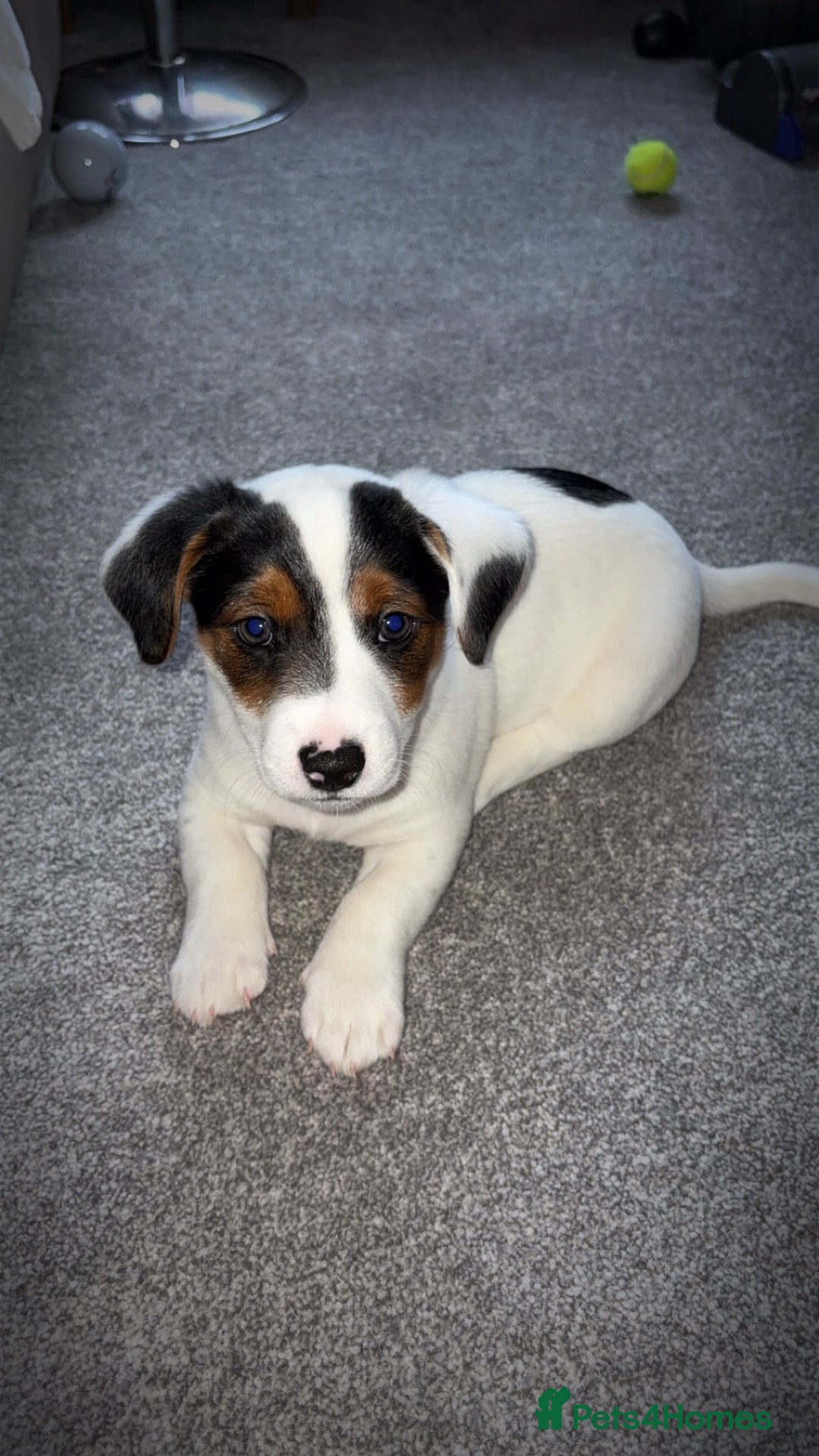 Jack Russell dogs for sale: Jack Russell Pups  - Advert 2