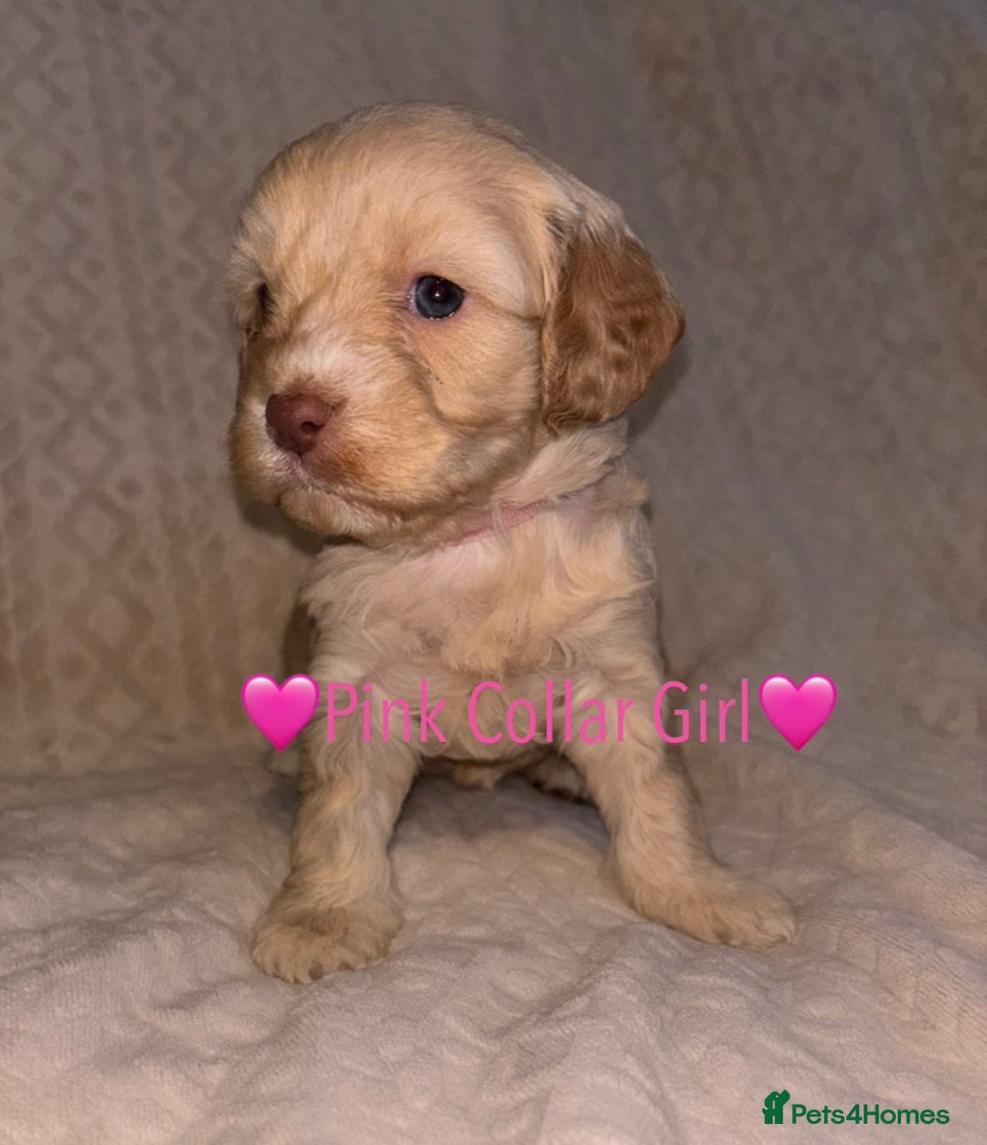 Cavapoo dogs for sale: 🐶 F1 CAVAPOO PUPPIES HEALTH TESTED PARENTS 🐶 - Advert 18
