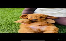 Cockapoo dogs for sale: Red Cockerpoo Puppies - Image 11
