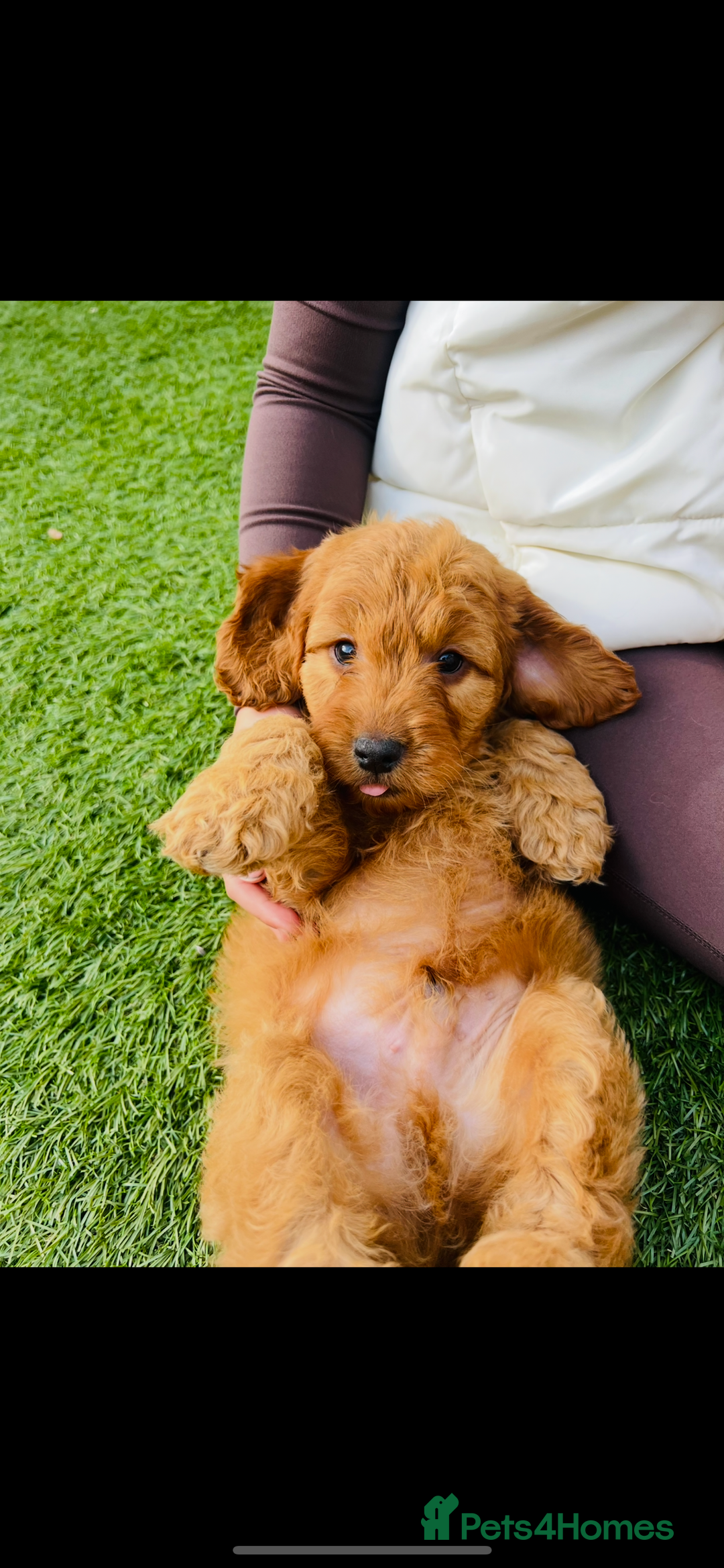 Cockapoo dogs for sale: Red Cockerpoo Puppies - Image 11