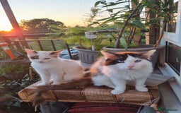 Ragdoll cats for sale: Ragdoll kittens  - Image 11