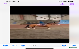 Welsh Section C horses for sale: Stunning Welsh pony  in Southport - Image 3