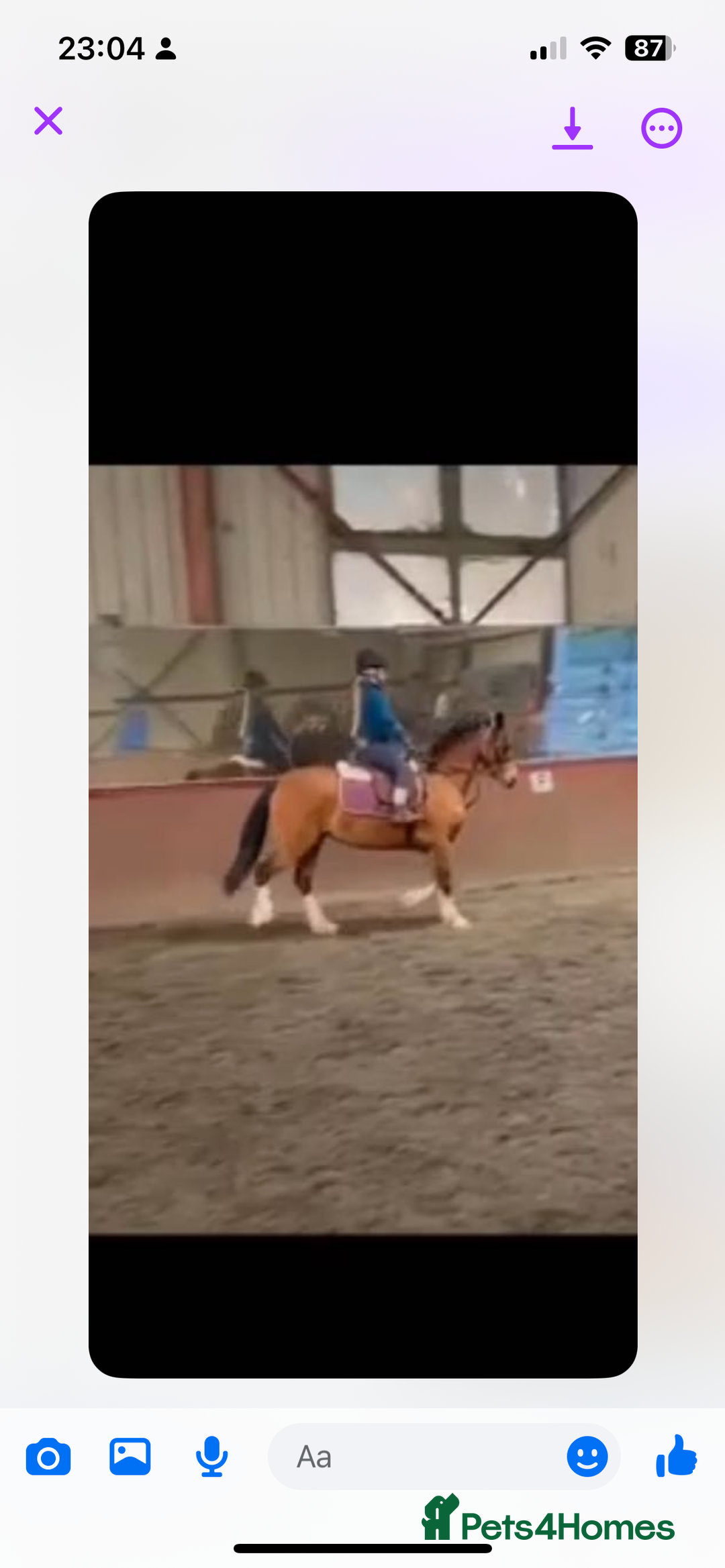 Welsh Section C horses for sale: Stunning Welsh pony  in Southport - Image 3