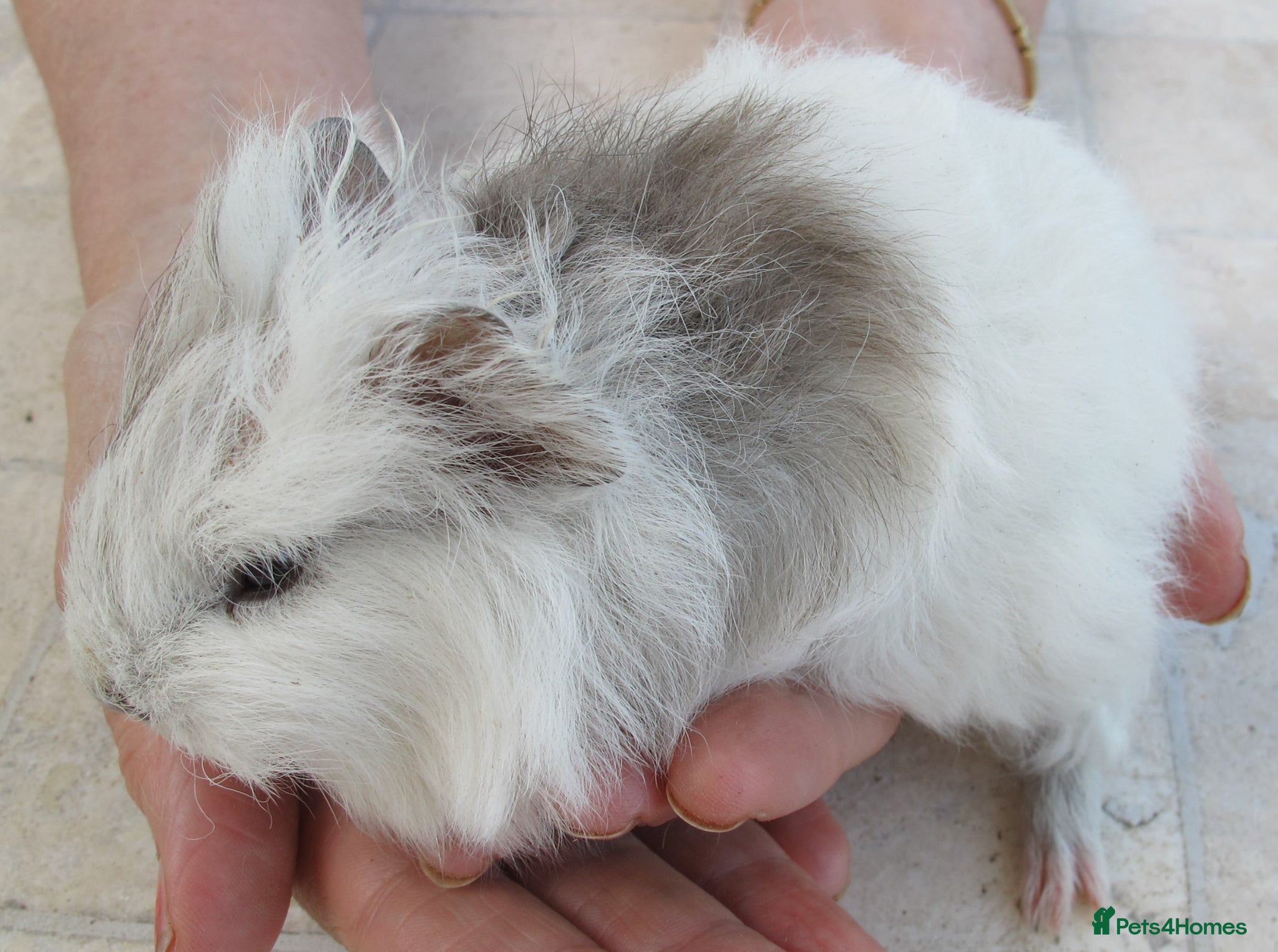 Guinea Pig rodents Male  guinea pigs various types & colours  - Advert 18