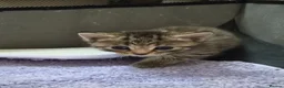 Mixed Breed cats for sale: Male /female lovely kittens  - Advert 6