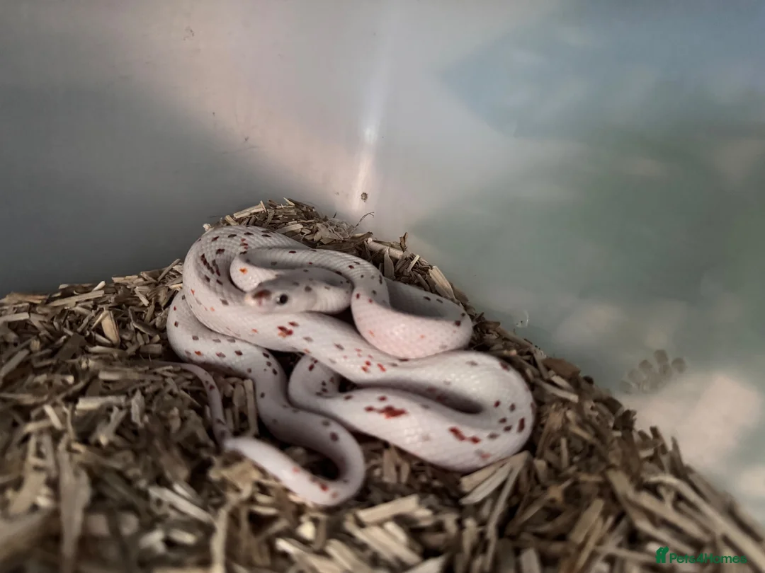 Corn Snake reptiles for sale: Stunning Palmetto Corn snake female - Advert 4