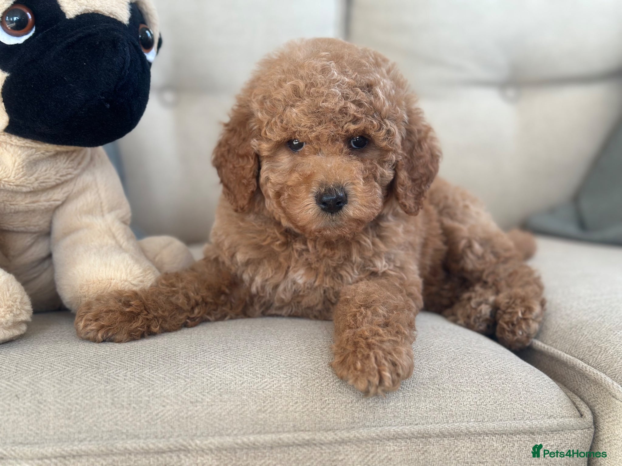 Goldendoodle dogs F1B MINI GOLDENDOODLE GIRL READY NOW 1795 - Advert 1