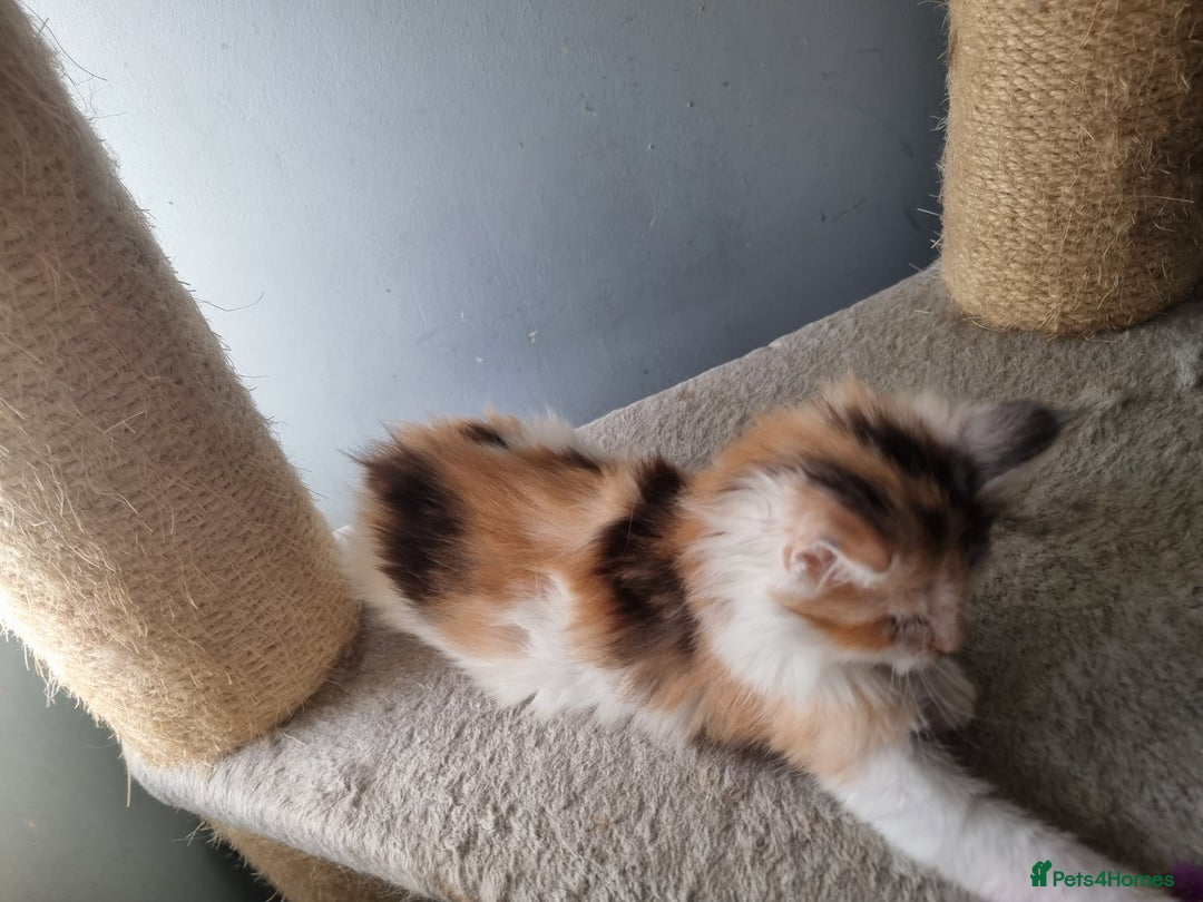 Maine Coon cats for sale: Beautiful Maine Coon kittens  - Image 11