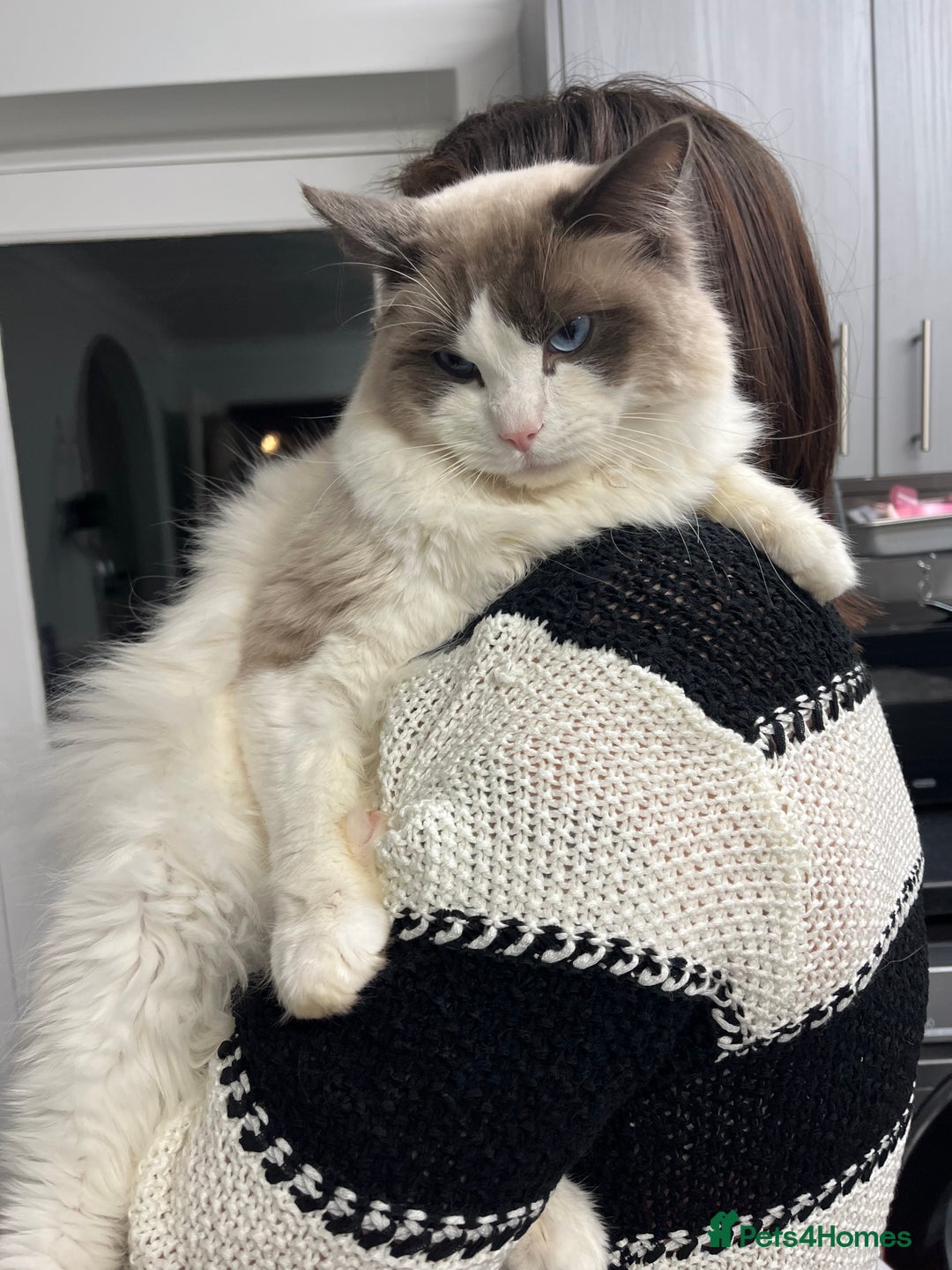 Ragdoll cats for sale: 3 year old blue point bicolour ragdoll - Advert 9