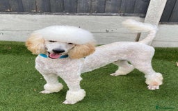 Labradoodle dogs for sale:  Standard Labradoodle puppies  - Image 6