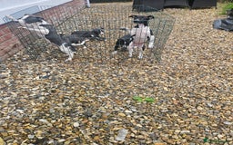 Whippet dogs for sale: 3 quarter whippet quarter collie pups - Image 4