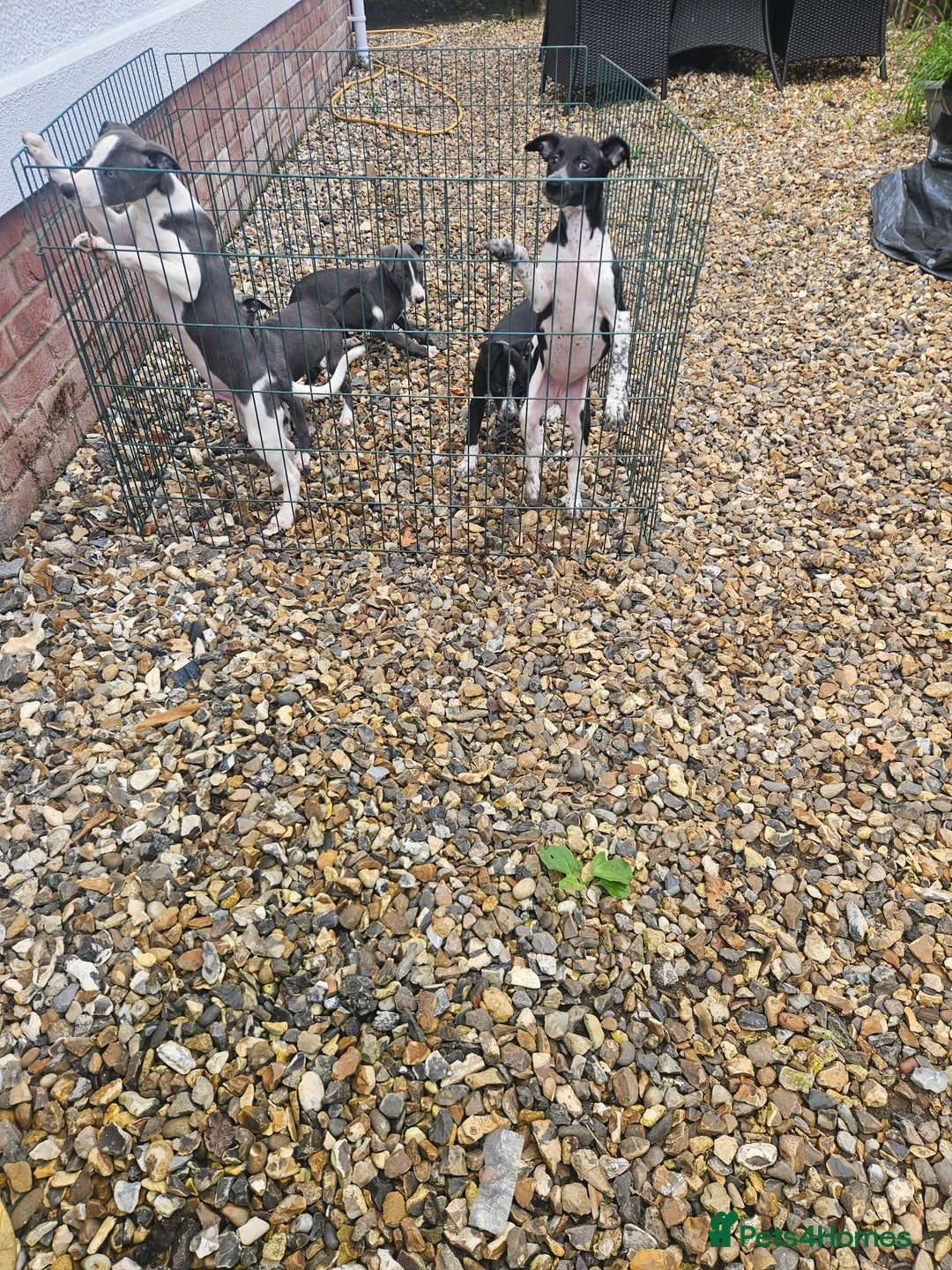 Whippet dogs for sale: 3 quarter whippet quarter collie pups - Image 4