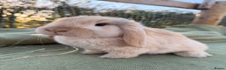 Mini Lop rabbits for sale: Mini Lop bunnies  - Advert 12