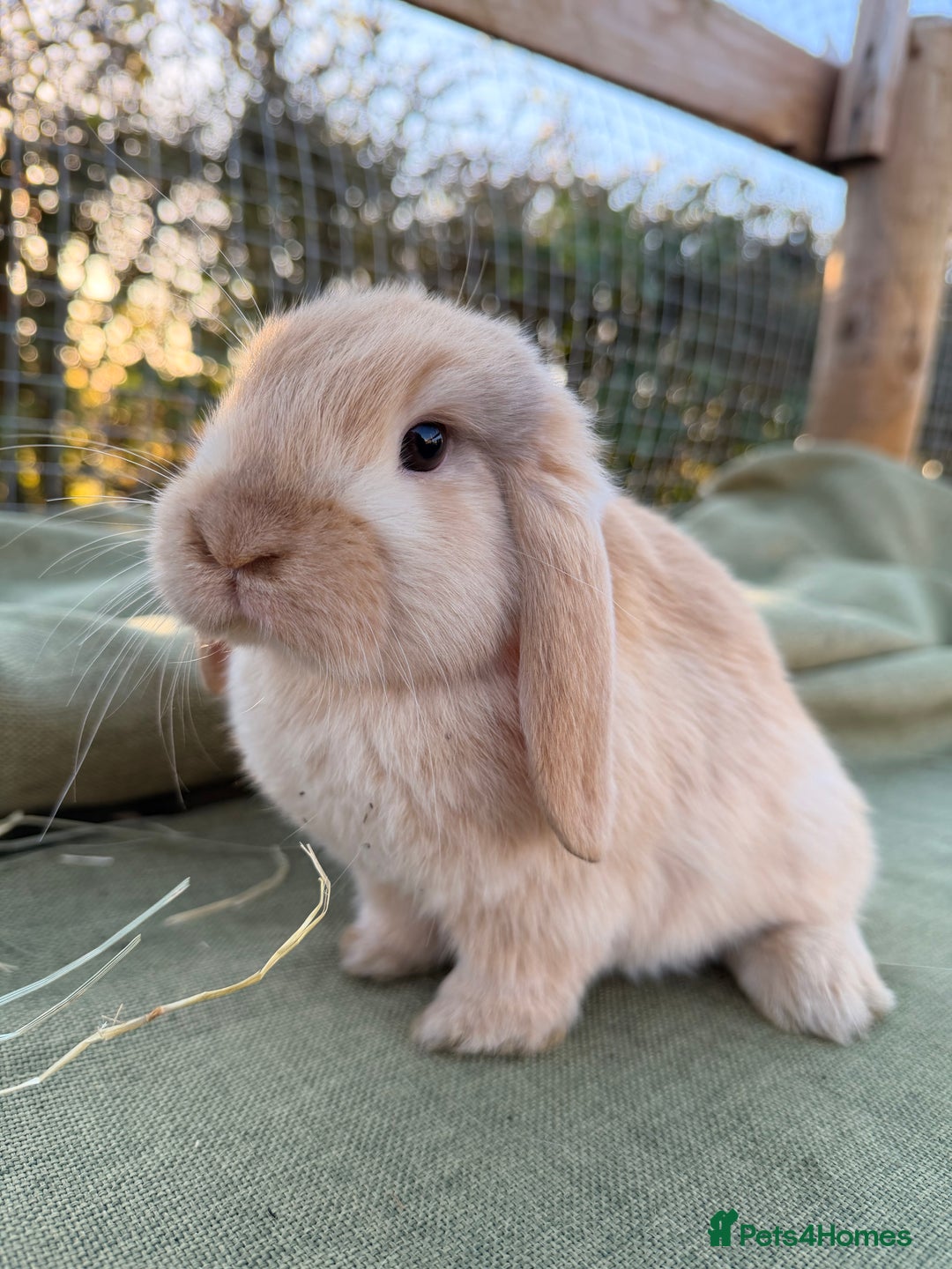 Mini Lop rabbits for sale: Mini Lop bunnies  - Advert 12