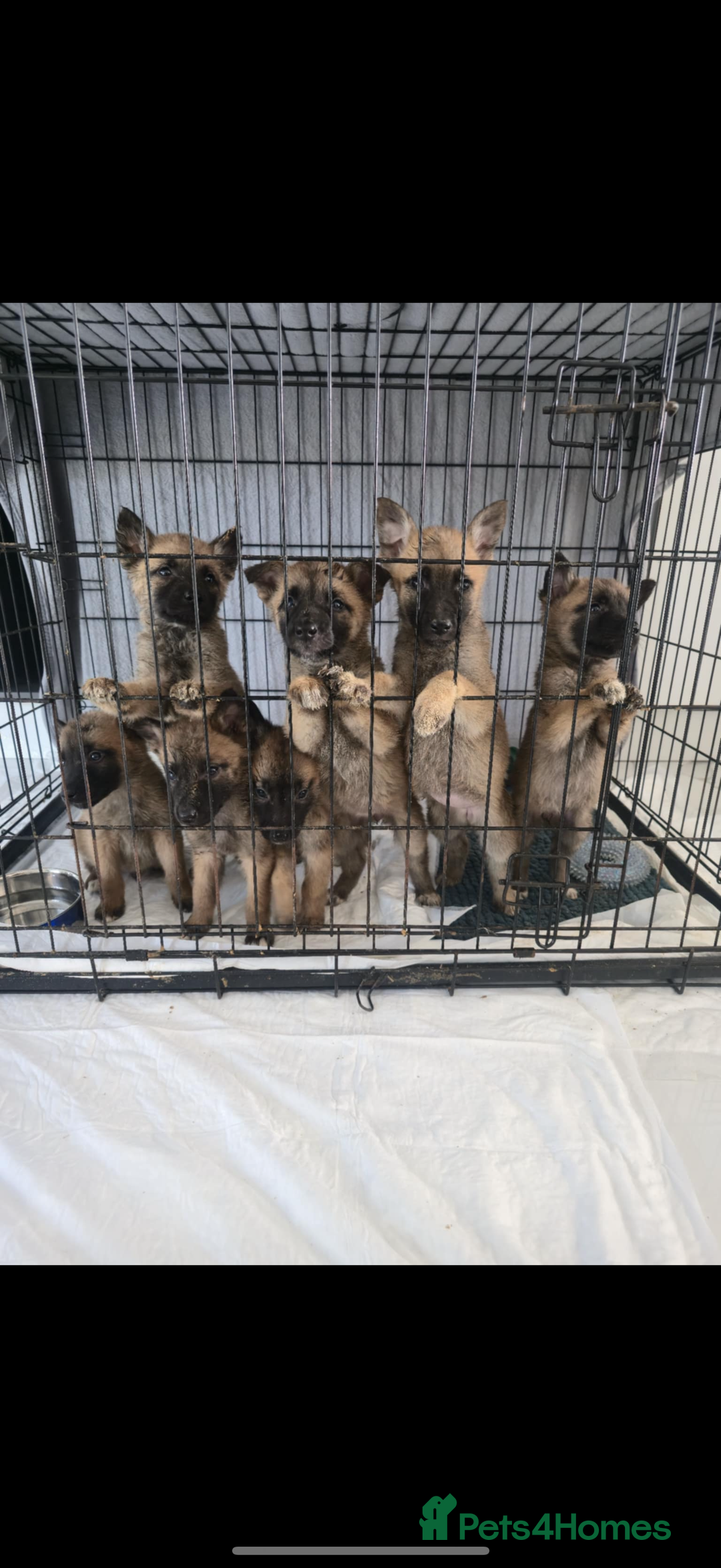 Belgian Shepherd Dog dogs for sale: Belgian Malinois  - Image 2