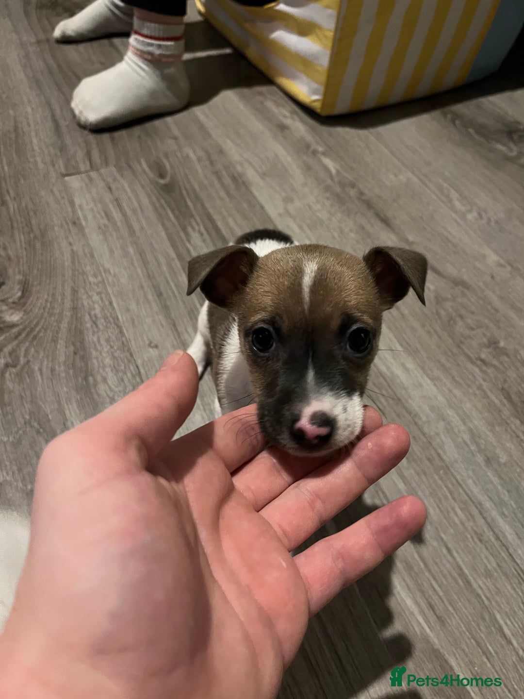 Jack Russell dogs for sale: 4 left!!! Blue/red tri JR puppies  - Advert 38