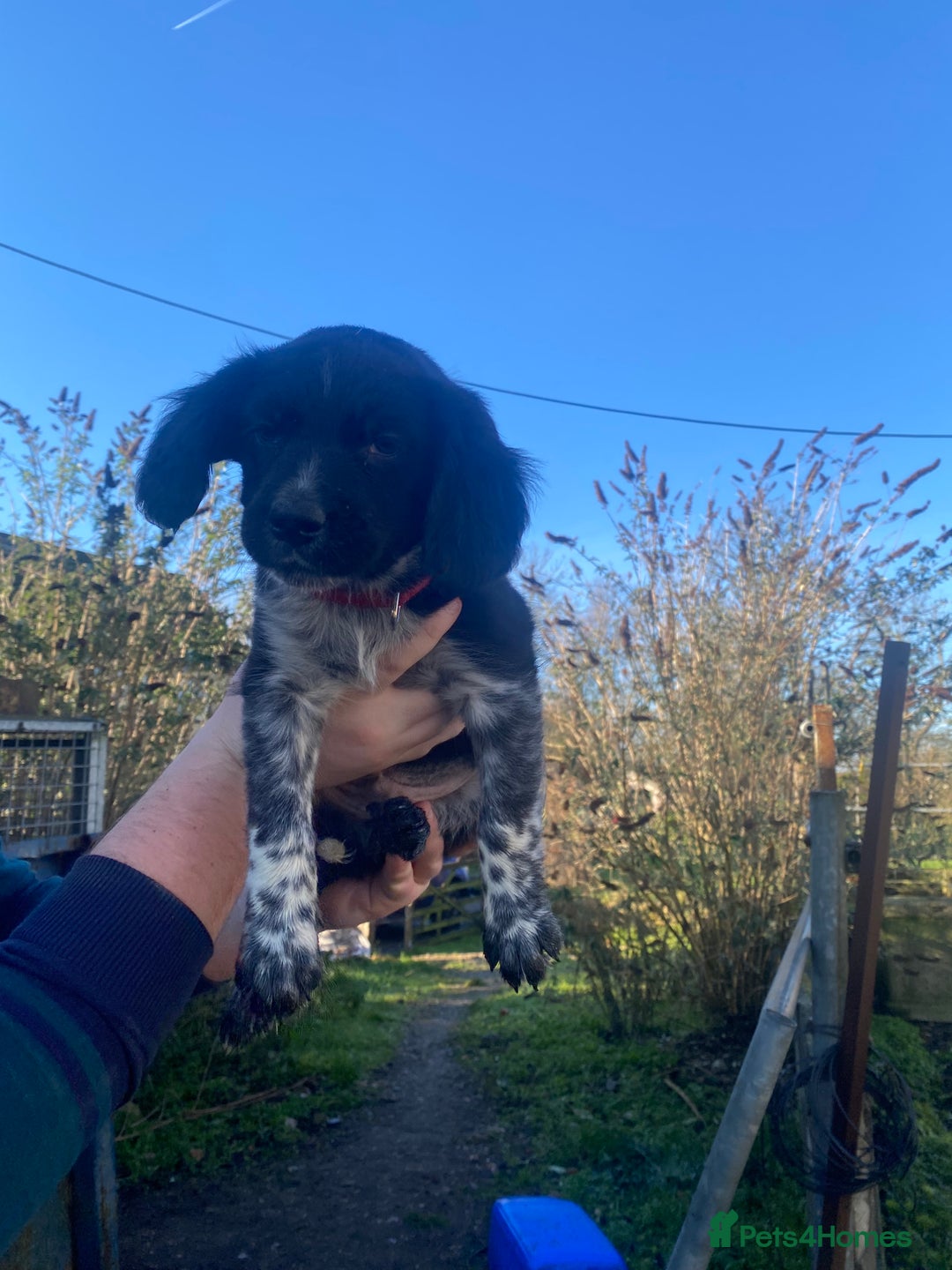 Mixed Breed dogs for sale: Cocker x collie puppies  - Advert 8