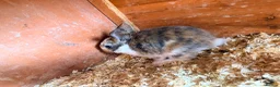 Mixed Breed rabbits for sale: Bunnies  in Newark - Advert 10