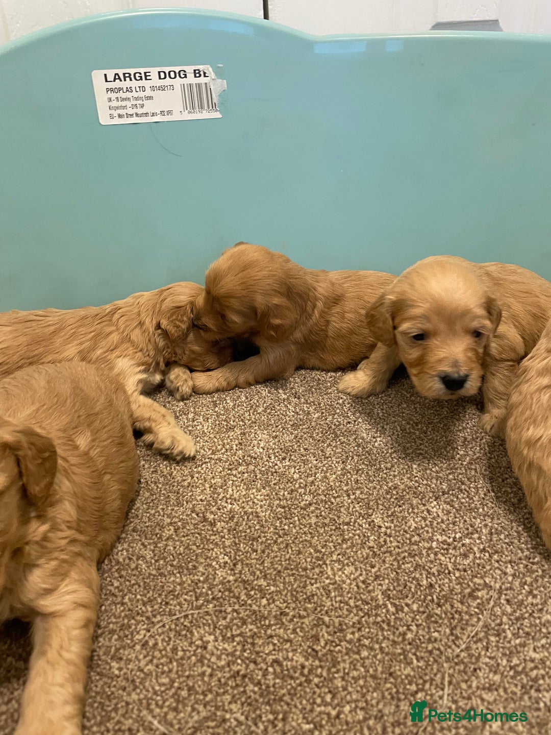 Cockapoo dogs for sale: P,r,a clear f1 cockpoo - Advert 10