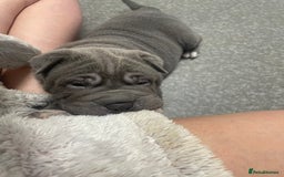 Shar Pei dogs for sale: Shar pei - Image 9
