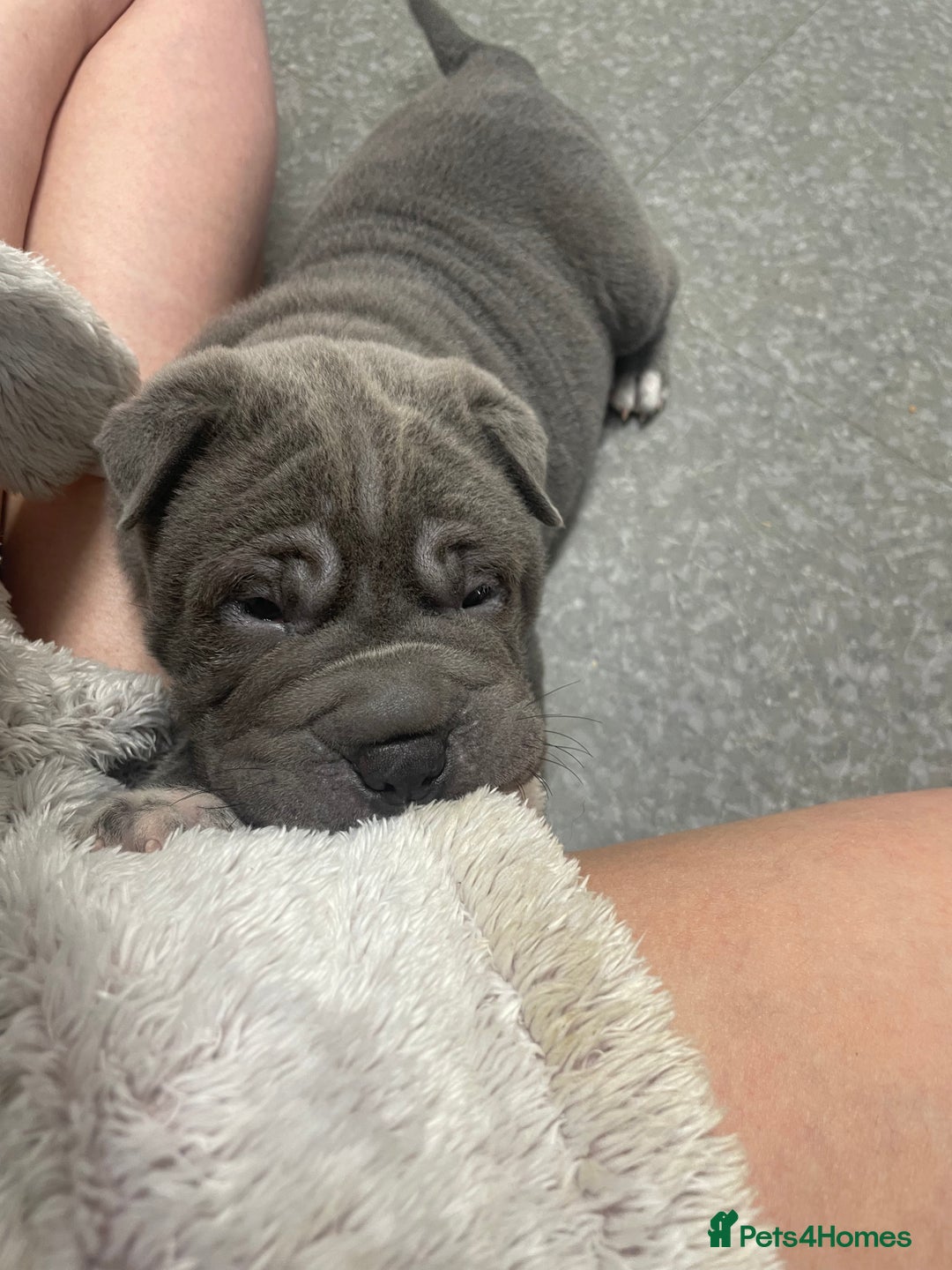 Shar Pei dogs for sale: Shar pei - Image 9