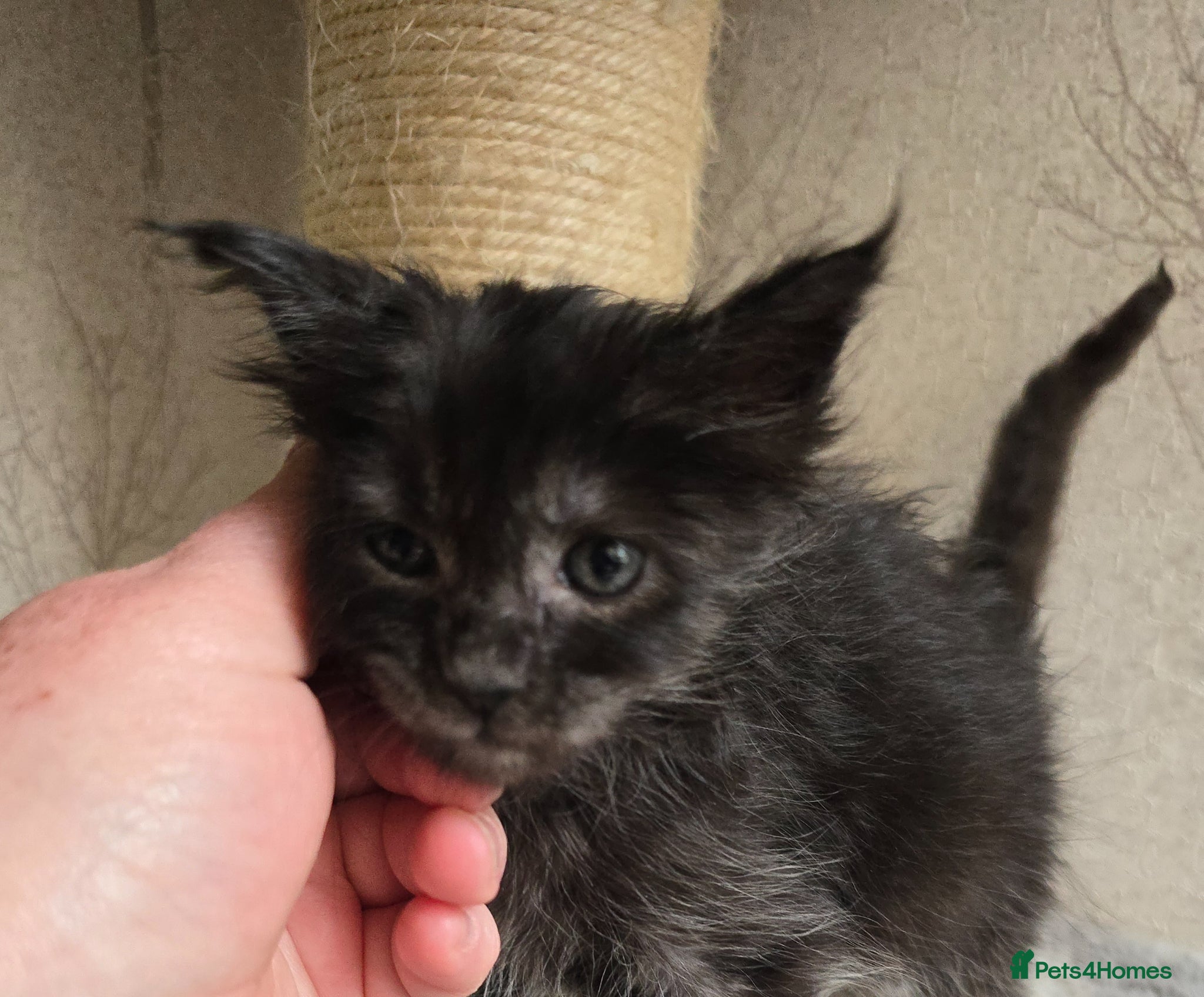 Maine Coon cats Sweetest Hand Reared Black Smoke Maine Coon Kitten - Advert 2