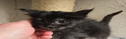 Maine Coon cats for sale: Hand Reared Black Smoke Maine Coon Kittens - Advert 6