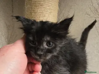 Maine Coon cats Sweetest Hand Reared Black Smoke Maine Coon Kitten - Advert 2