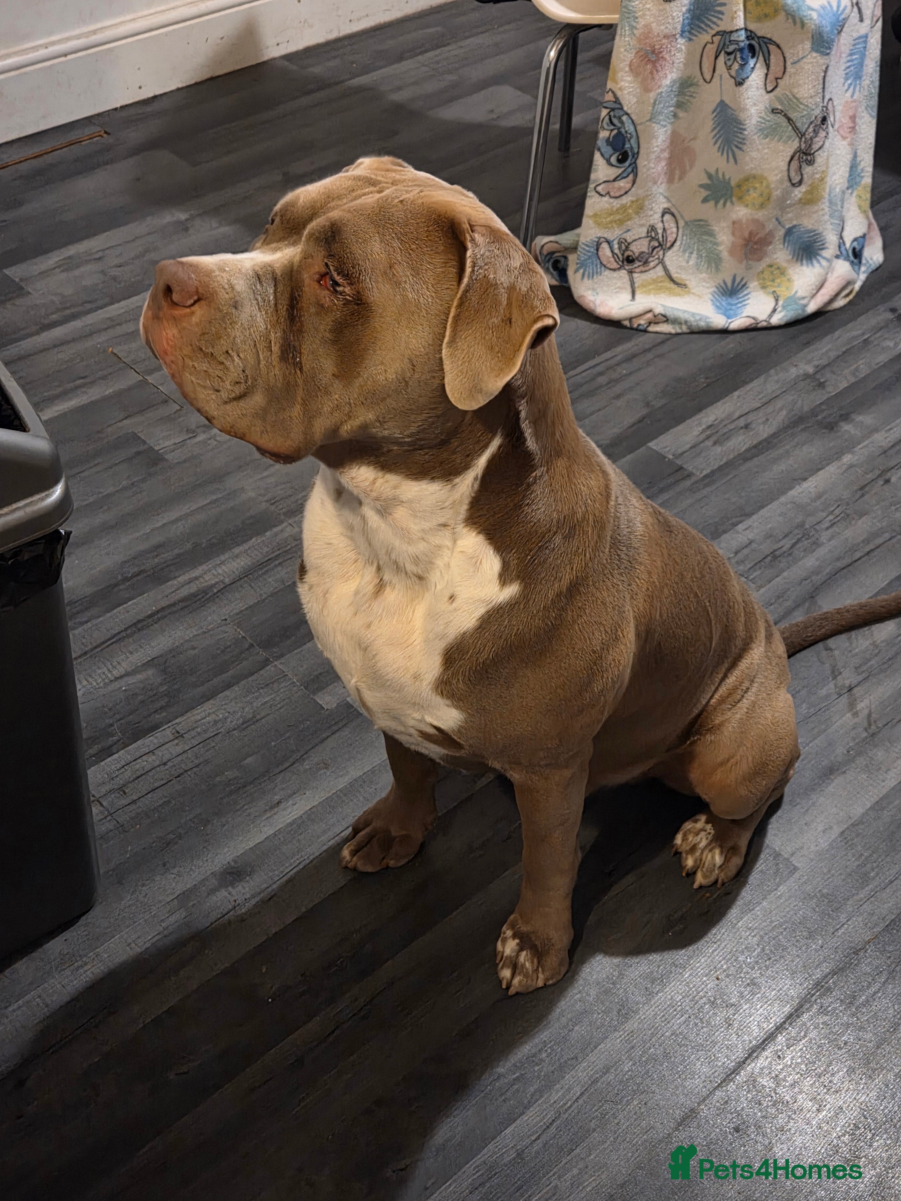 Mixed Breed dogs REDUCED - Rehoming our boy - Advert 9