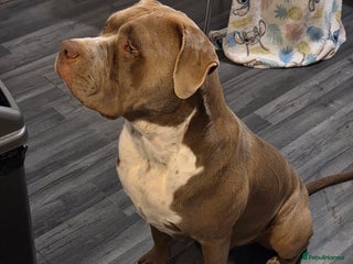 Mixed Breed dogs for sale - Advert 1