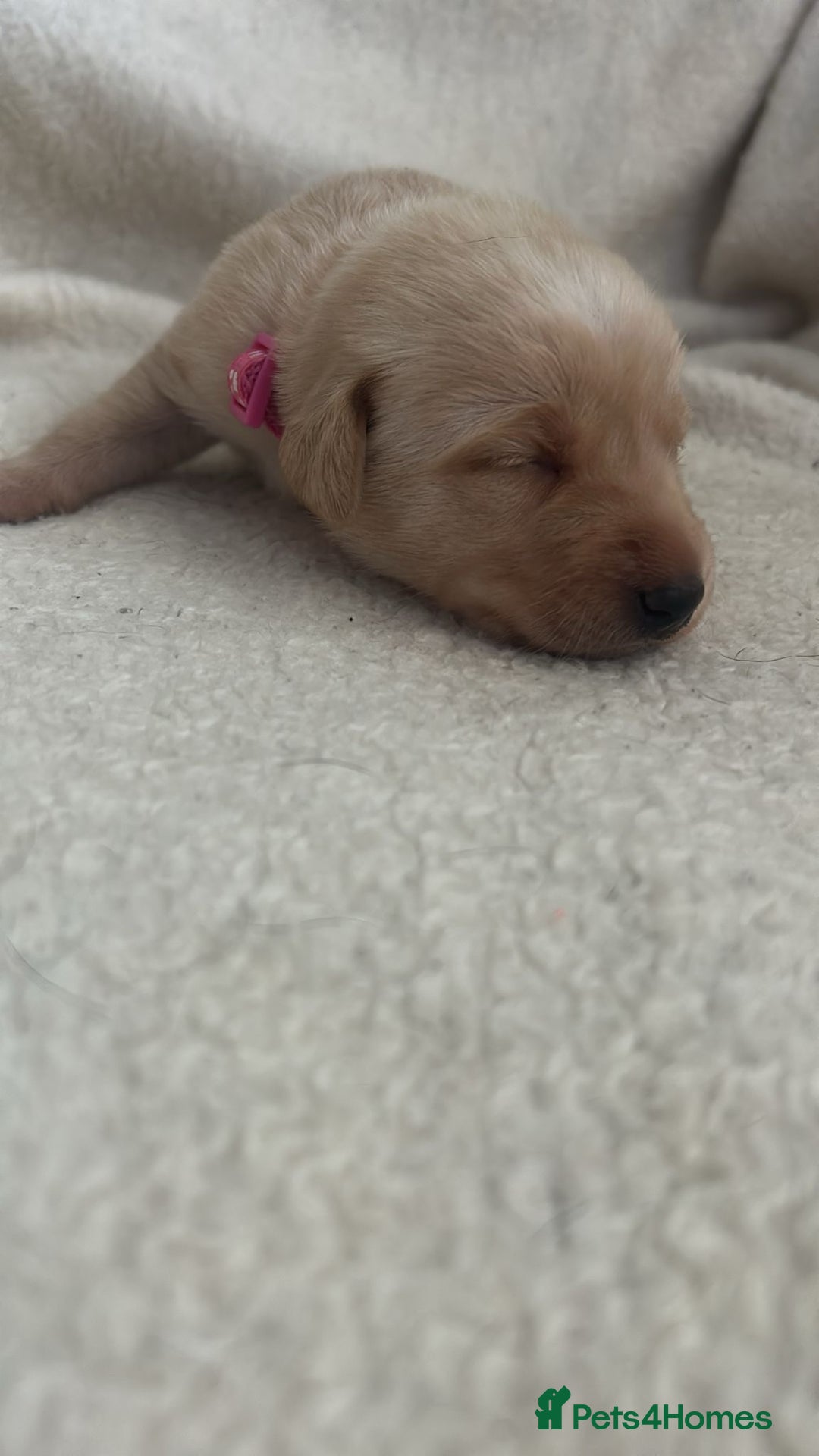 Labrador Retriever dogs for sale: 9 Adorable Labrador Puppies! 2 Pups remaining!  - Advert 10