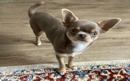 Chihuahua dogs for sale: Chihuahua Lilac & Tan Boy. - Image 6