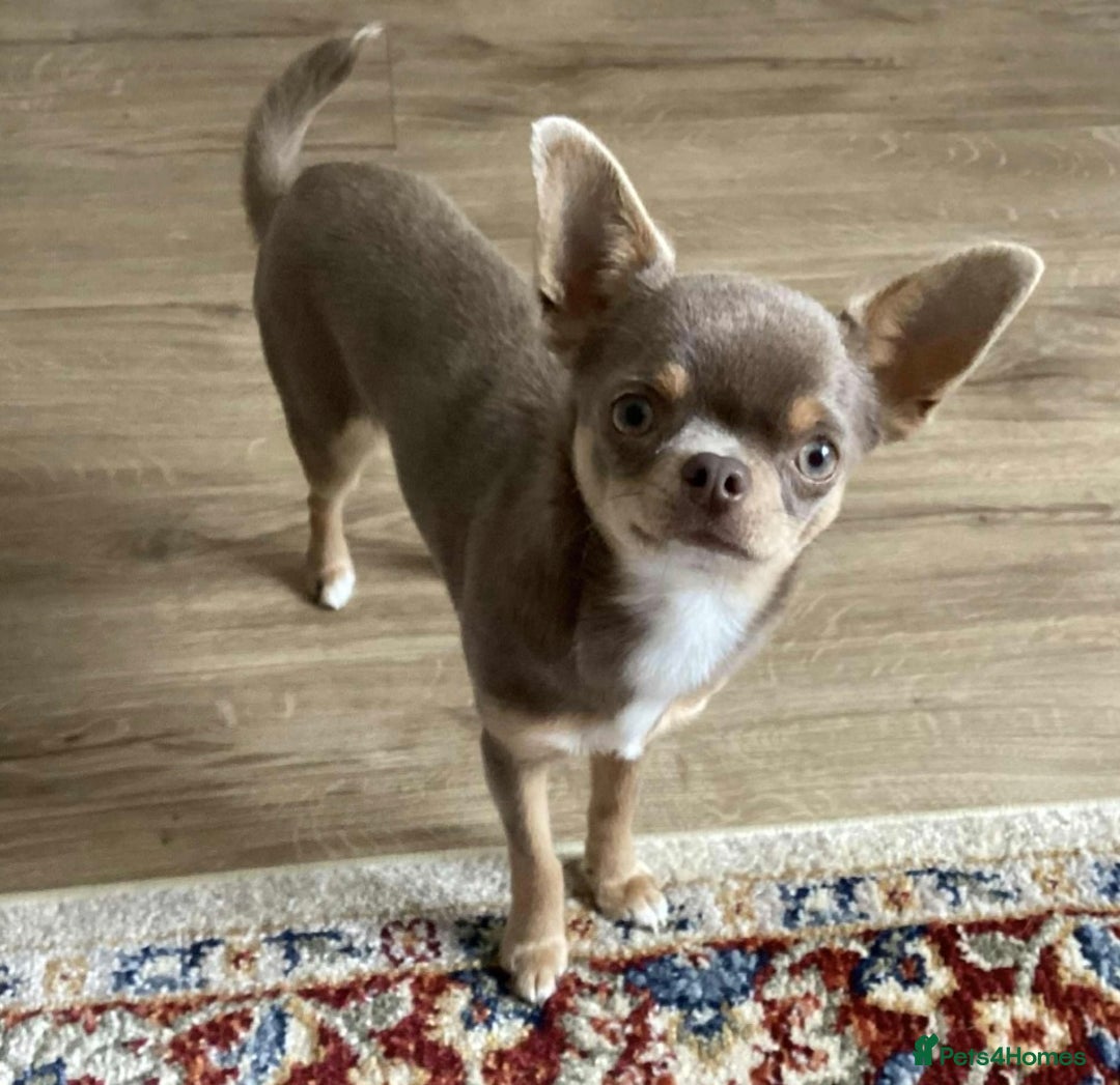 Chihuahua dogs for sale: Chihuahua Lilac & Tan Boy. - Image 6