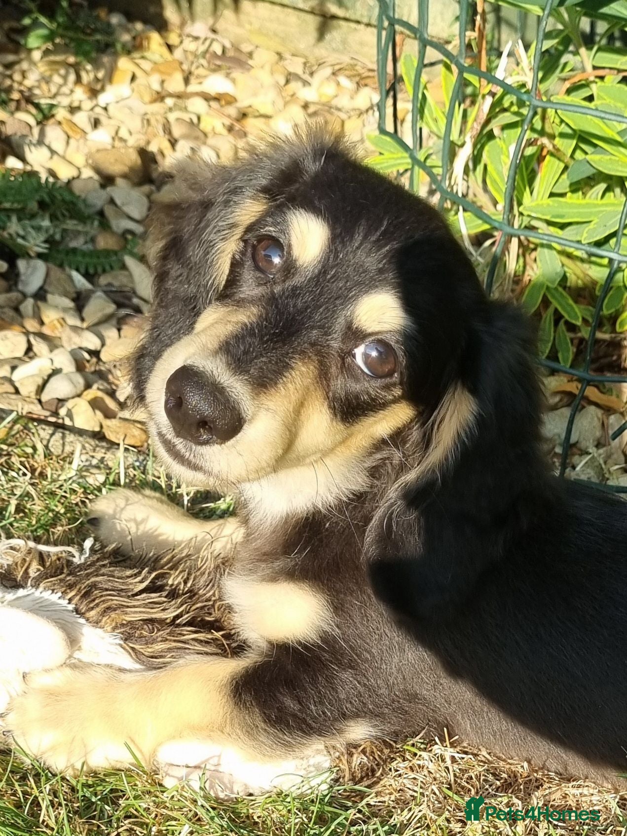 Miniature Dachshund dogs Last Beautiful KC Reg.MiniatureLH Dachshund Puppy  - Advert 4