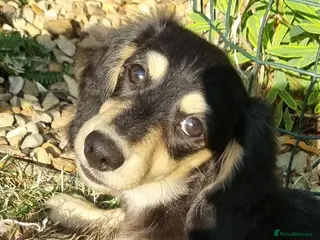 Miniature Dachshund dogs Last Beautiful KC Reg.MiniatureLH Dachshund Puppy - Advert 4