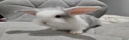 Mixed Breed rabbits for sale: Baby rabbits - Advert 3