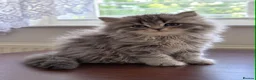 Persian cats for sale: Beautiful Fluffy Persian Doll Face  - Advert 9