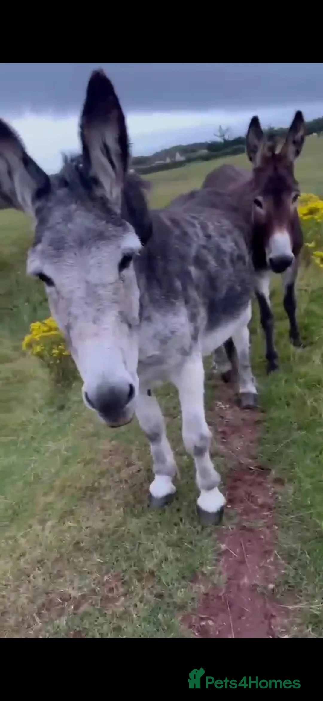 Donkey livestock for sale: Jenny donkeys  - Advert 1