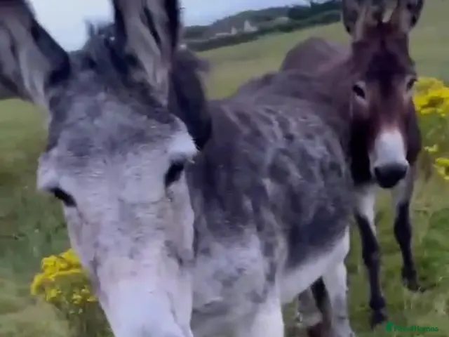 Donkey livestock Jenny donkeys - Advert 1