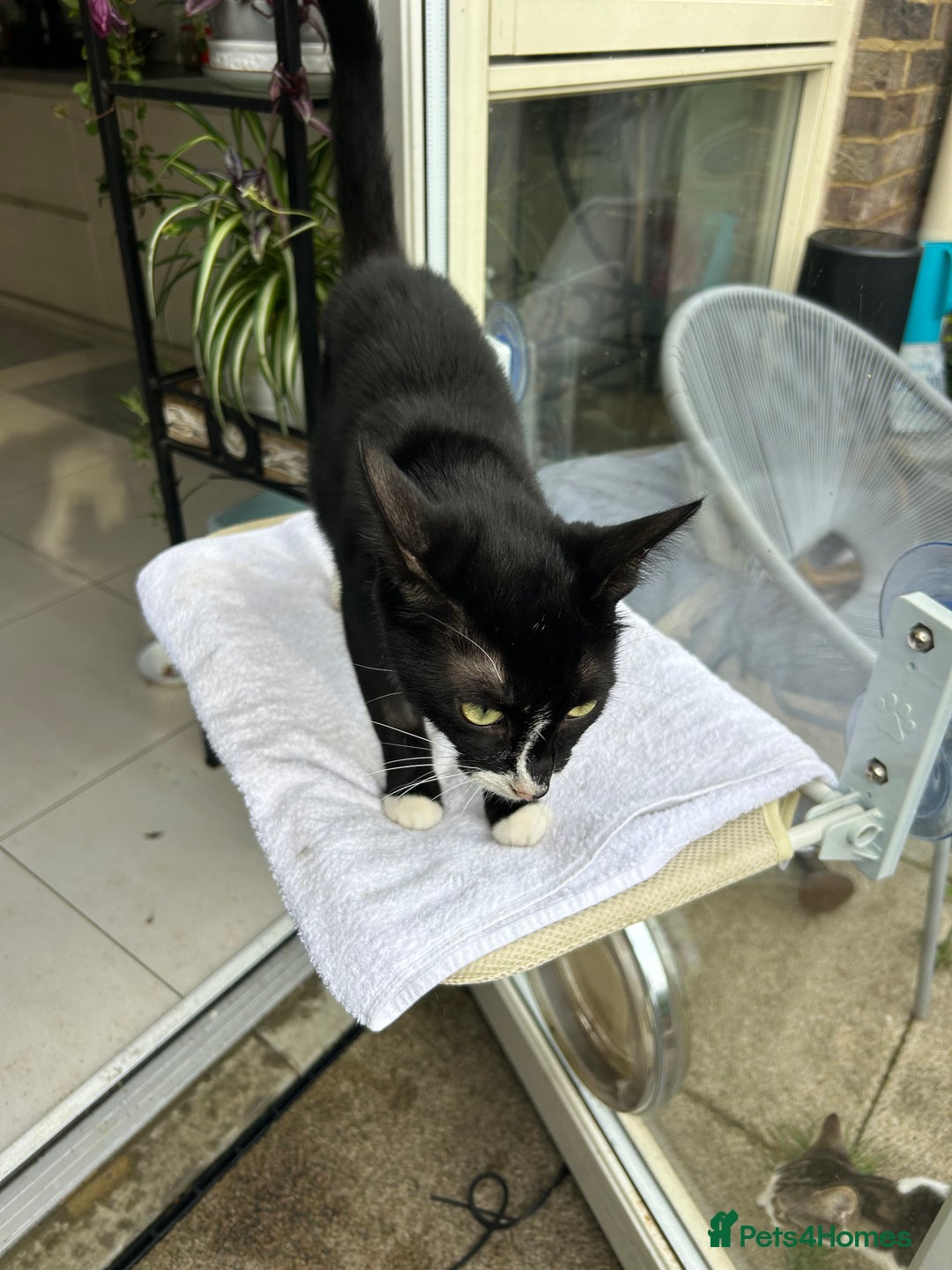 British Shorthair cats for sale: Ms Ninja  - Image 4