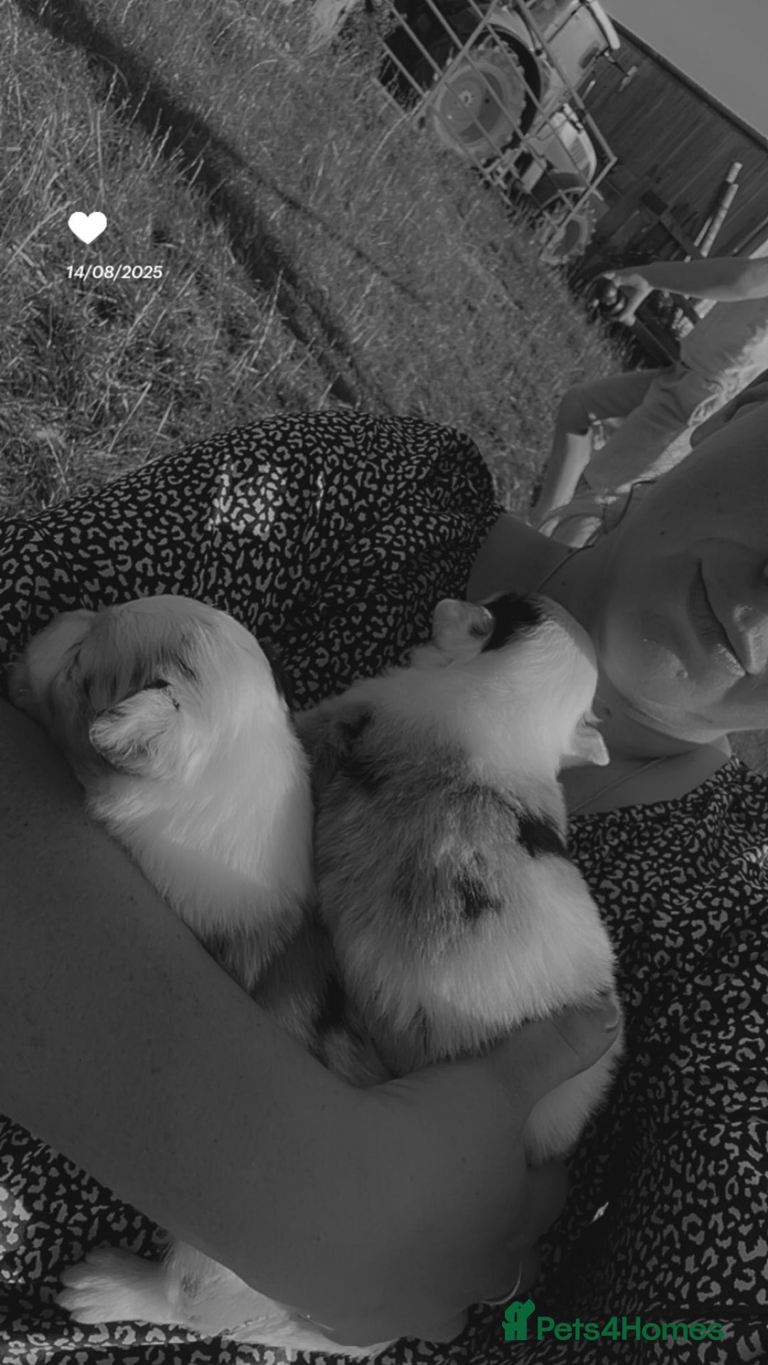 Border Collie dogs for sale: Blue Merle Border Collie Puppies - Image 10