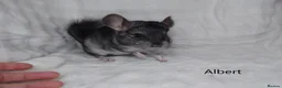 Chinchilla rodents for sale: Two Young Male Pedigree Chinchillas. - Advert 11