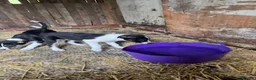 Smooth Collie dogs for sale: ISDS registered Collie Pups - Advert 7
